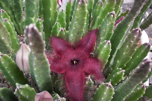 stapelia gemmiflora